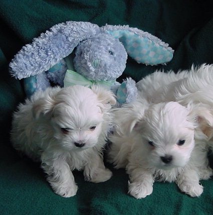 Happy Maltese puppies for sale JPG