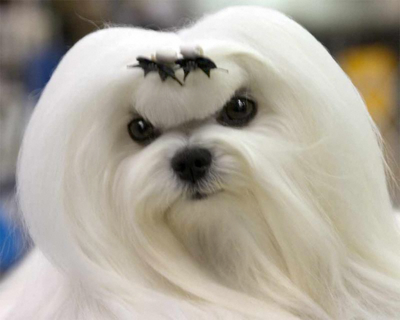 http://www.richmaltese.com/31752774_maltese03.jpg